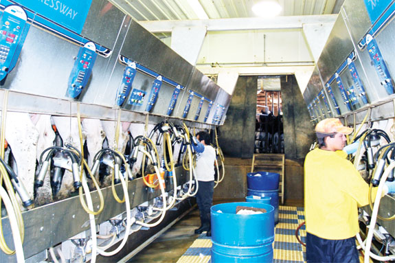 Back To Basics: Milking Procedures - | Ag Proud