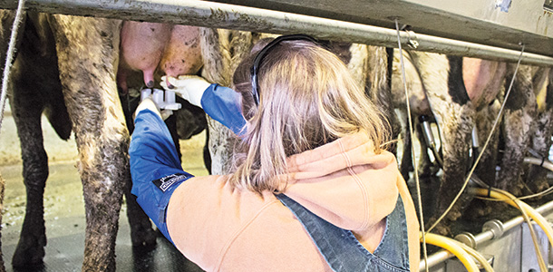 Martha Payne takes milk samples from dairy cows for mastitis