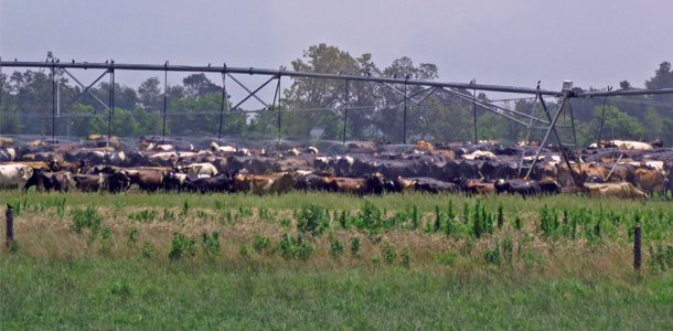 Tribute cows at pasture