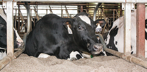 cow resting