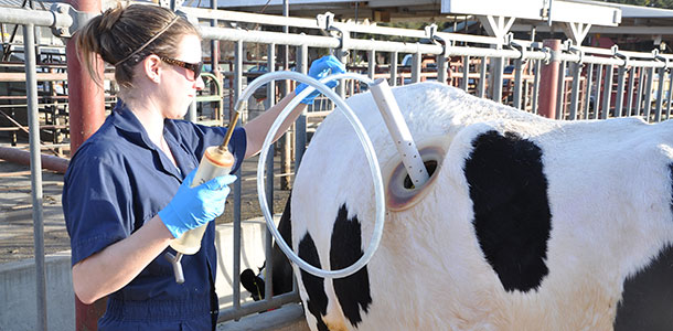  Sampling can be done using a PVC pipe with holes to reach the ventral rumen. The ventral rumen contains more fluid.