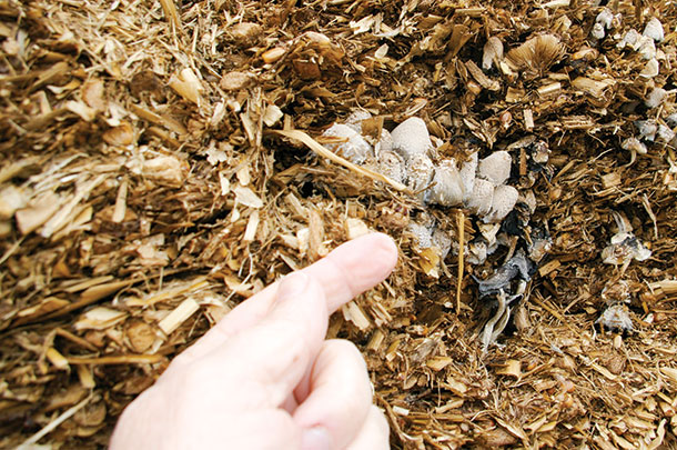 Mushrooms growing on a face indicate silage has been untouched for many months