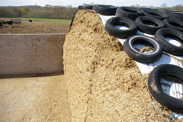 The silage pile has been appropriately managed