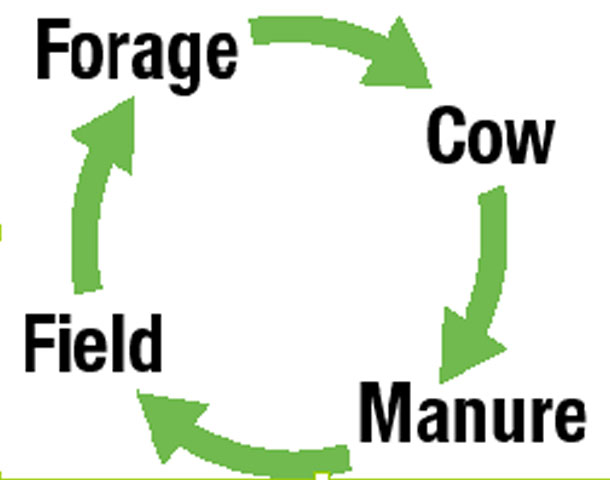 Forage, cow, manure, field