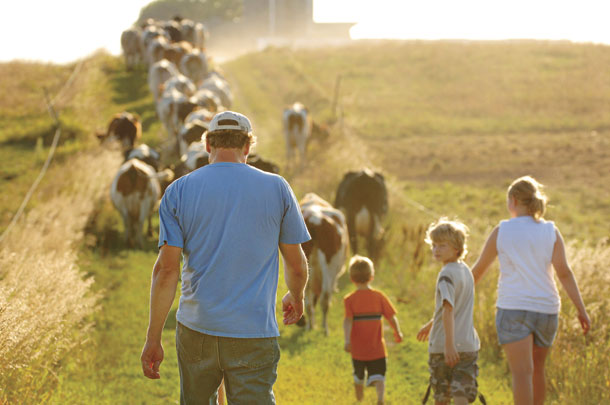 hearding cows