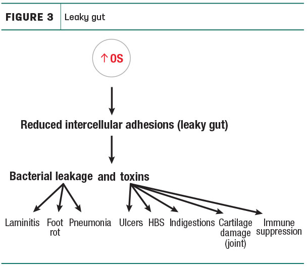 Leaky gut