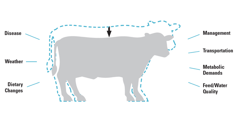 Modulating gut health in ruminants - Progressive Dairy | Ag Proud