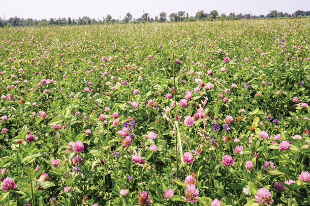 0520pd-red-clover-field.jpg