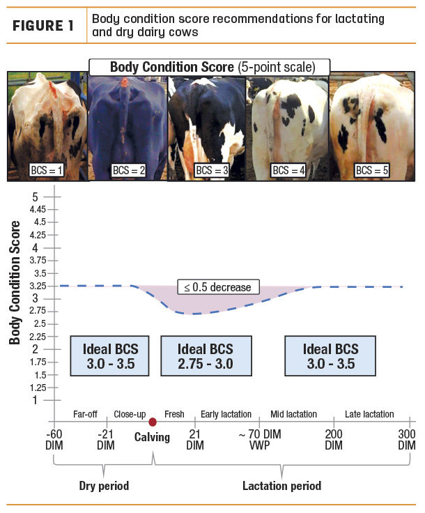 body-condition-in-transition-cows-progressive-dairy-ag-proud