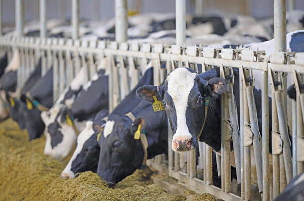 How to dairy in a deep freeze | Ag Proud