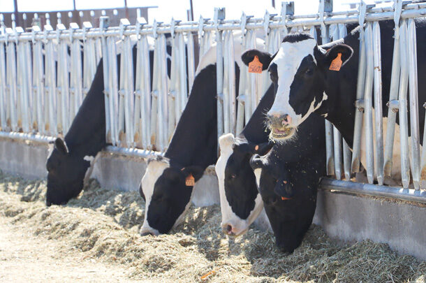 cows eating