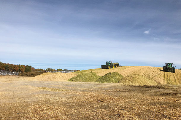 Corn silage