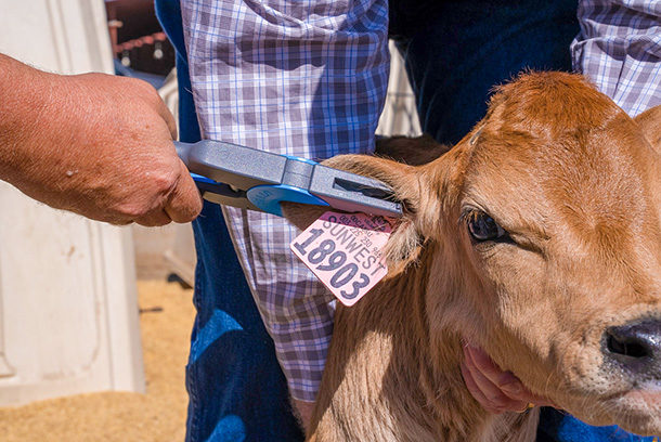 Tagging of calves done right enables modern dairy management