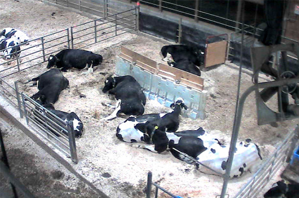 Calving pen management: Insights from the cow's perspective - Progressive  Dairy