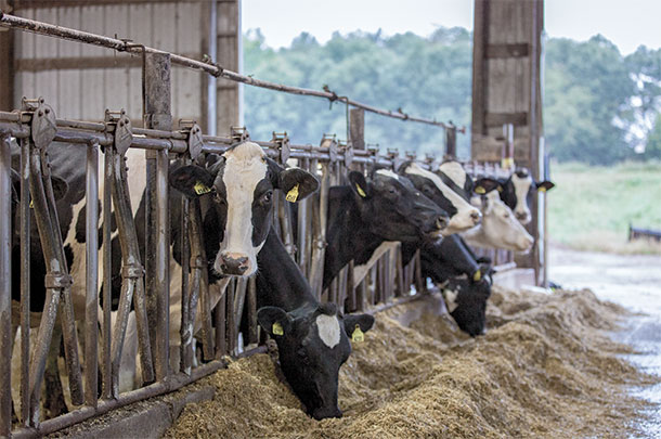 Ketosis In Dairy Cows: Disease Or Symptom Of Another Problem ...