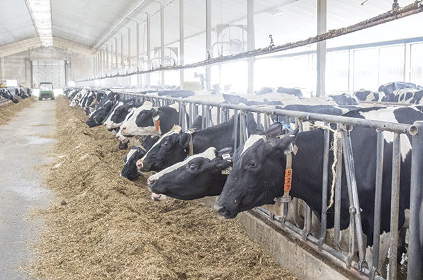 Comparing feed additives for heat stress | Ag Proud