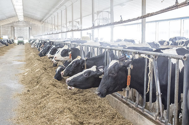 Cows at the feedbunk