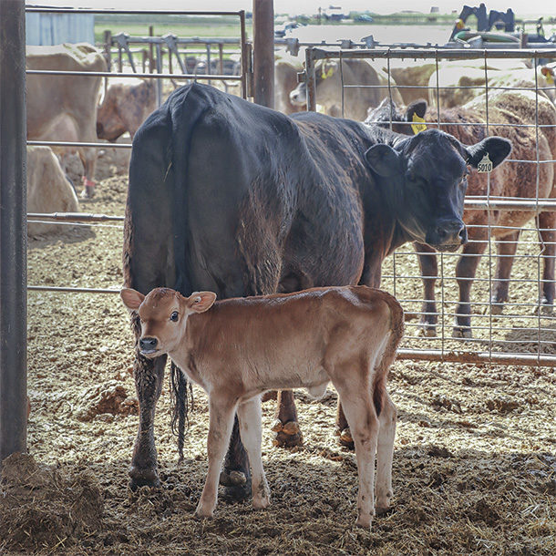 baby brown swiss cow