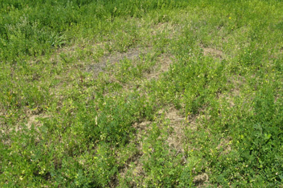 Boron deficiency in alfalfa - | Ag Proud