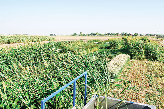 Plan For Summer Slump With Warm-season Annual Forages - | Ag Proud