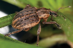 Adult weevil