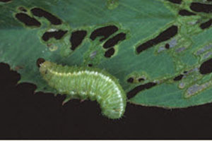 Larvae weevil