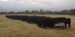 2013 Brangus calf crop