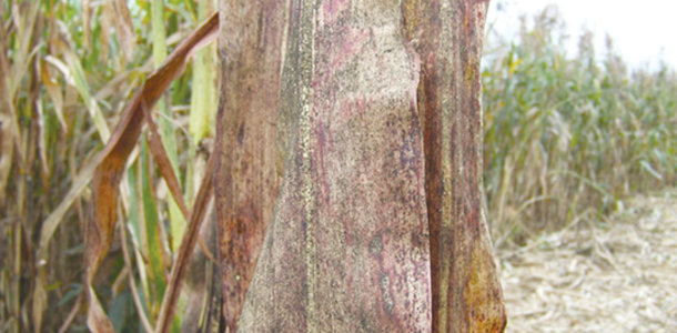 aphid infested sorghum