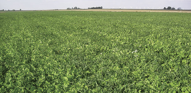 field seeded to oats and radishes