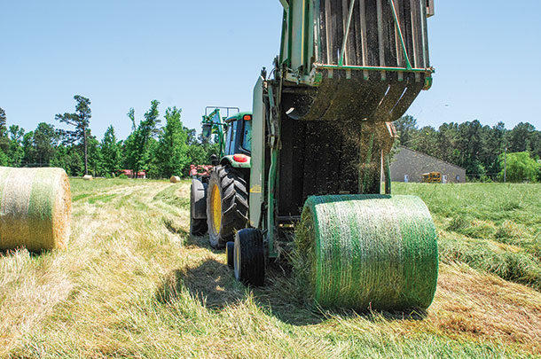 Ryegrass bales