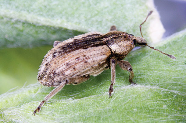 Alfalfa Weevil Control Options in New Mexico  New Mexico State University  - BE BOLD. Shape the Future.