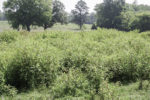 Spiny amaranth