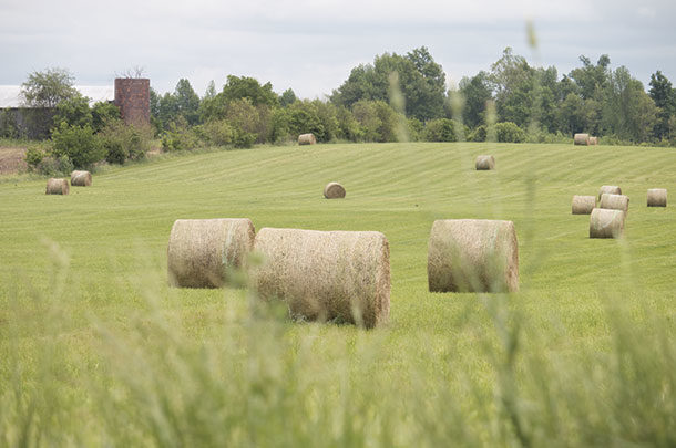 Round bales in the field 