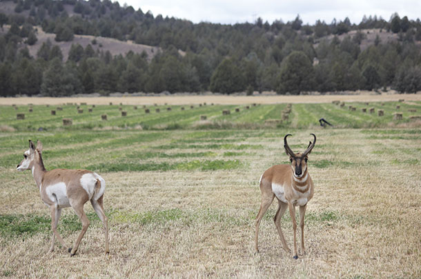 Elk, deer and antelope are also a problem during the growing seasons