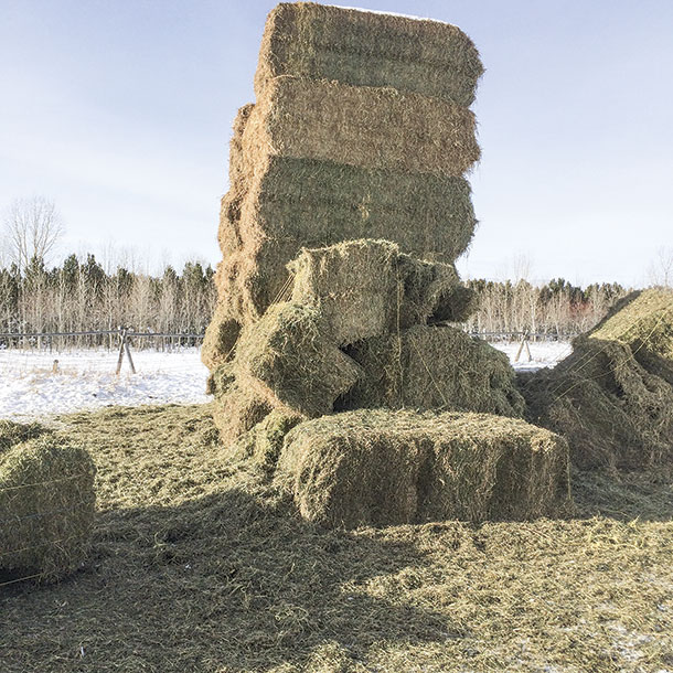 Elk-damaged haystacks can ve a safety hazard