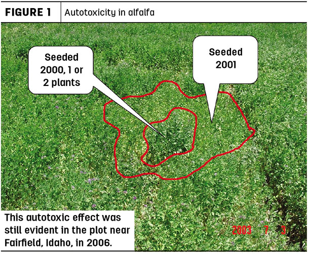 Autotoxicity in alfalfa