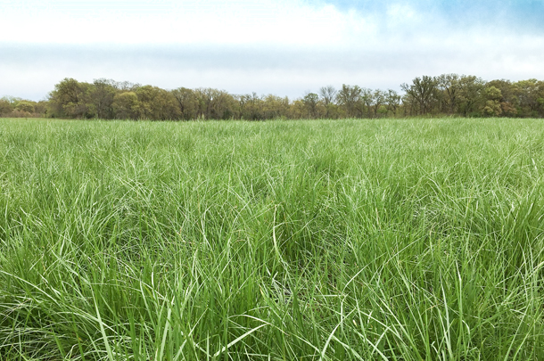 Chisholm tall fescue