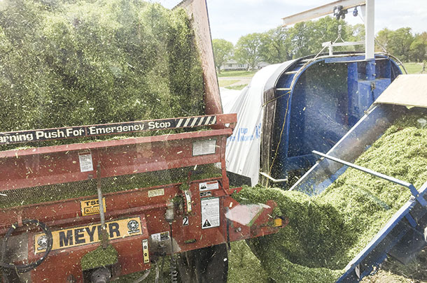 Rye can also be chopped and bagged for silage