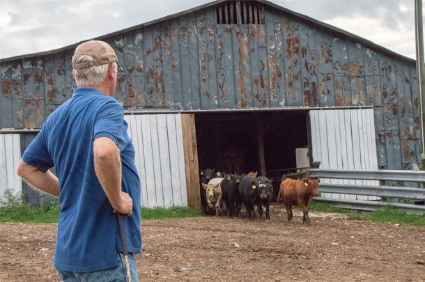 Cooper Bros cattle sorting