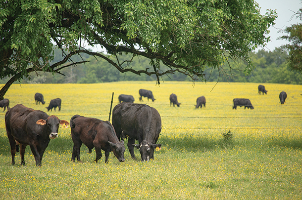 The Mississippi Five-year Deal - Progressive Forage | Ag Proud