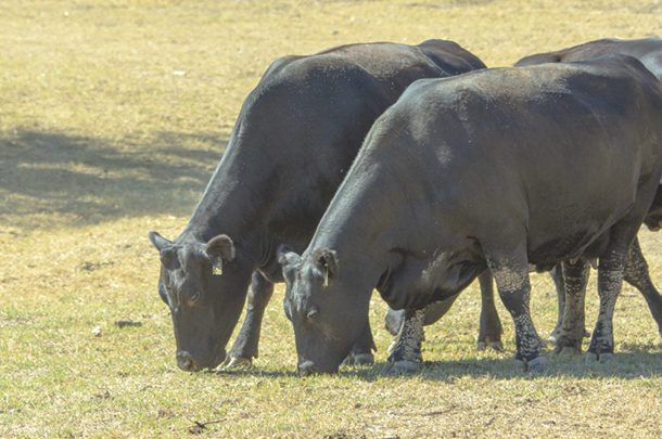 Cattle grazing