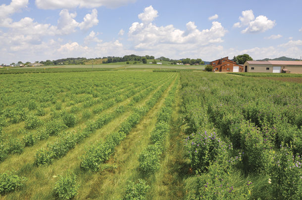 Alfalfa breeding nursery