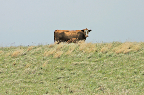 Grazing cow