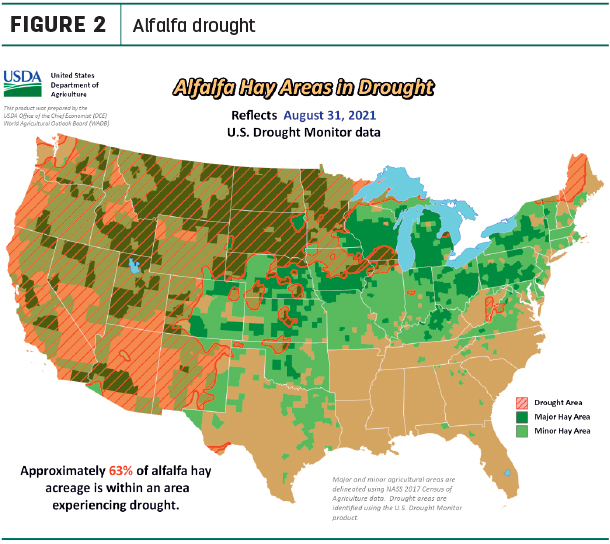 alfalfa drought