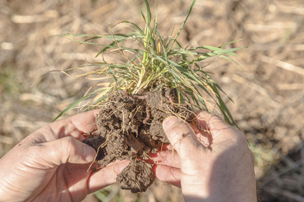 Biological Indicators Of Soil Health | Ag Proud