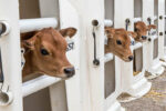 081120-jersey-calves.jpeg