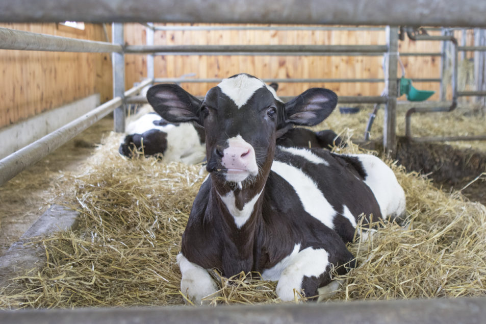 Frontiers  Fitness of calves born from in vitro-produced fresh