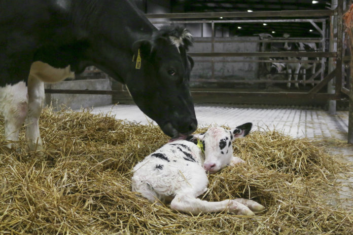 Calving pen management: Insights from the cow's perspective - Progressive  Dairy