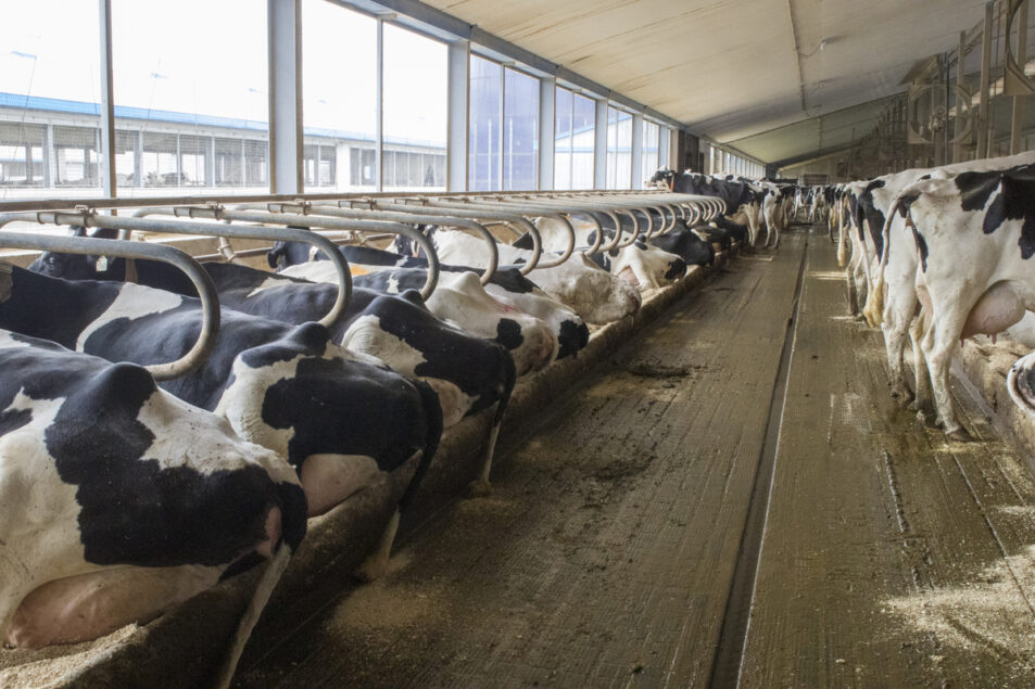 Designing the right facility for your dairy operation | Ag Proud