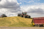 Silage_piling_-_Jaynes.jpeg